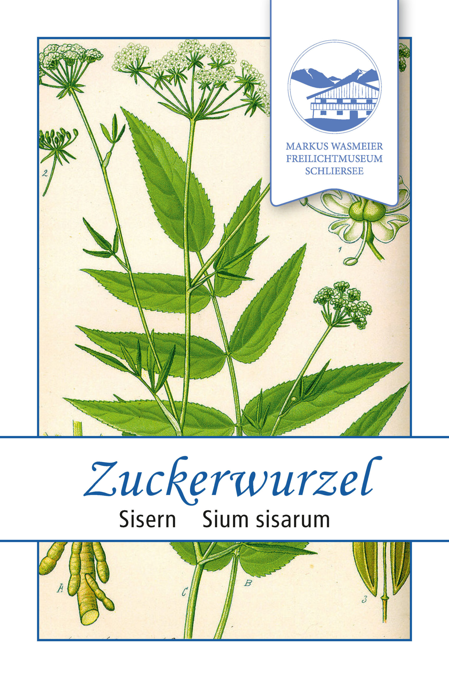 Wasmeier_Samentueten_Zuckerwurzel_11vs-scaled